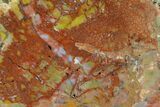 Wide, Polished Petrified Wood (Araucarioxylon) Section - Arizona #147862-2